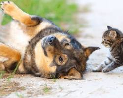 dog and a cat playing togetherの画像