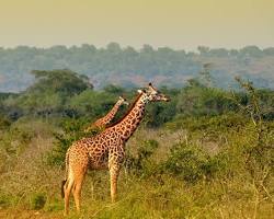 Image of Rwanda wildlife safari