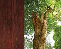Sonokeling tree
