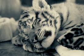 Résultat de recherche d'images pour