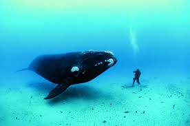 Image result for blue whale