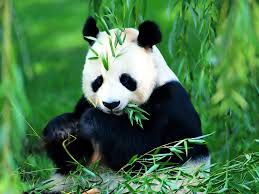 Image result for panda