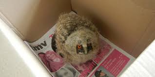 LPO (Ligue pour la Protection des Oiseaux) - News update