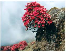 Image result for rhododendron in nepal