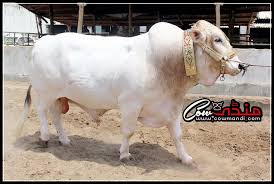 Image result for bakra eid 2015 pakistan