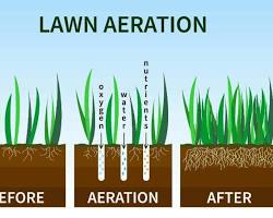 Image of aerated lawn