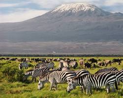 Image of Amboseli National Park, Kenya