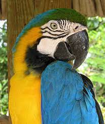 Image result for baby macaw parrot for sale