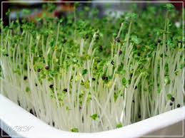 Image result for RAU MẦM CẢI XANH