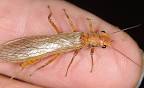 Golden stoneflies