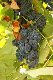 Resultado de imagen de Dada wines