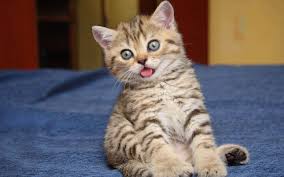 Image result for cute cats