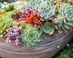 Image of Succulents