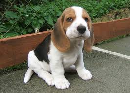 Resultado de imagen para beagle cute