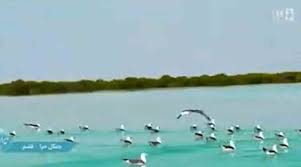 اقدام عجیب صداوسیما هنگام پخش زنده کنسرت
