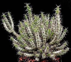 Image result for Euphorbia limpopoana