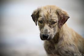 Resultado de imagen para imagenes de perros callejeros