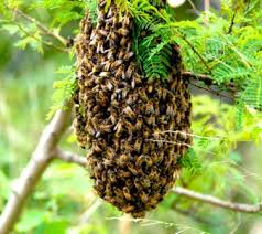 Resultado de imagen para ABEJAS