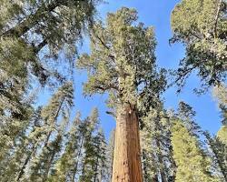 Image of Sequoia National Park, California