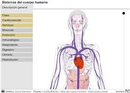 Resultado de imagen para cuerpo humano