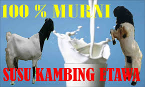 Hasil gambar untuk susu kambing