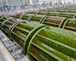 Image of Algae in wastewater treatment