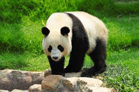 Resultado de imagen para giant panda protection