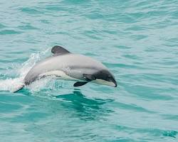 Best place to see dolphins in New Zealand