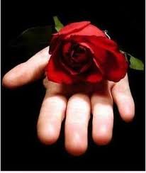 نتيجة بحث الصور عن ‪image belle fleur rouge‬‏