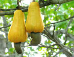 Cashew Nuts Grow Out of Crazy Apples Mental Floss