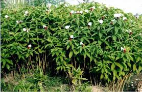 Kết quả hình ảnh cho cây mía dò