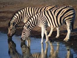 Image result for shoulder region: zebras