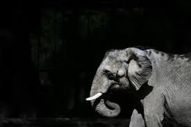 Adiós a Pupy: La Elefanta del Ecoparque Fallece en Brasil 💔