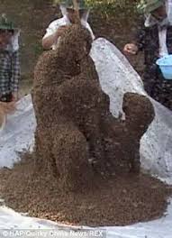 Résultat de recherche d'images pour "covered in bees"