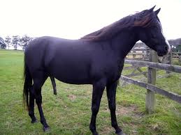 images?q=tbn:ANd9GcQMjHH9J7mfQYDby8Uj39Cwm1WtxySYNTUdd3z6qWs3ttSZNeDK