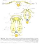 Induccion neural