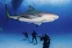 Requin bouledogue - Shark Education