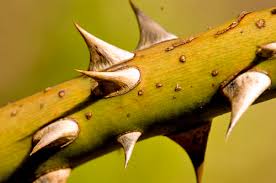 Резултат слика за Обида: не могу простить