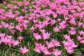 Résultat de recherche d'images pour "Zephyranthes"