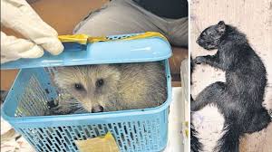 AIU recovers squirrels, raccoons, and iguanas from passenger