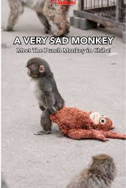 MEET PUNCH THE MONKEY IN ICHIKAWA ZOO 🐒 Did you know that ...