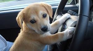 Image result for puppies