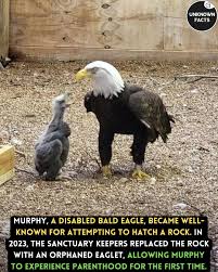 Chau - Từ trang Unknown Facts Murphy, một con đại bàng hói bị tật nguyền, đã trở nên nổi tiếng sau khi cố gắng ấp một hòn đá tại khu bảo tồn