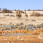 Etosha National Park