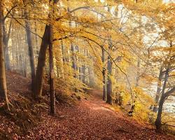 Parco Nazionale delle Dolomiti Bellunesi, Italia, foglie d'autunno