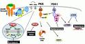 A protein kinase B-dependent and rapamycin- sensitive pathway