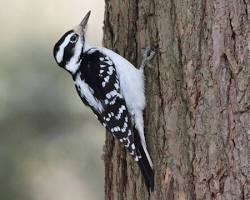 Hairy Woodpecker