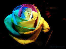 images?q=tbn:ANd9GcQNgDNmGCCPijiAitIooOP