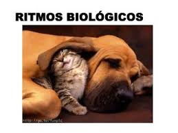 Resultado de imagen de la cronobiologia y los ritmos biologicos