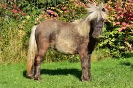 Pony sales list - Miniaturehorses.com.pl
